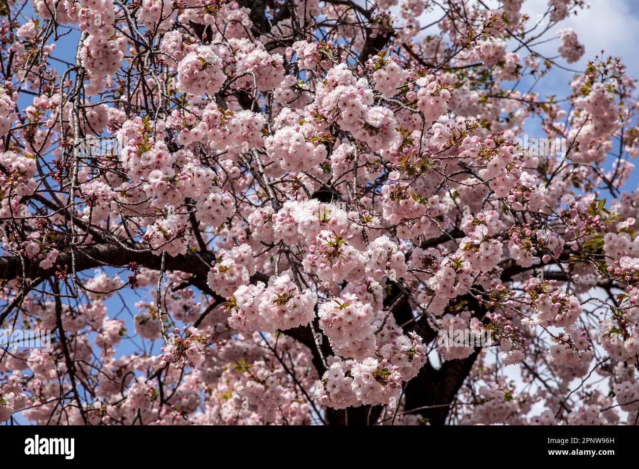 Aprile 2023 primo piano fioritura dei ciliegi giapponesi nel parco Shinjuku Gyoen di Tokyo, Giappone, Asia Foto Stock