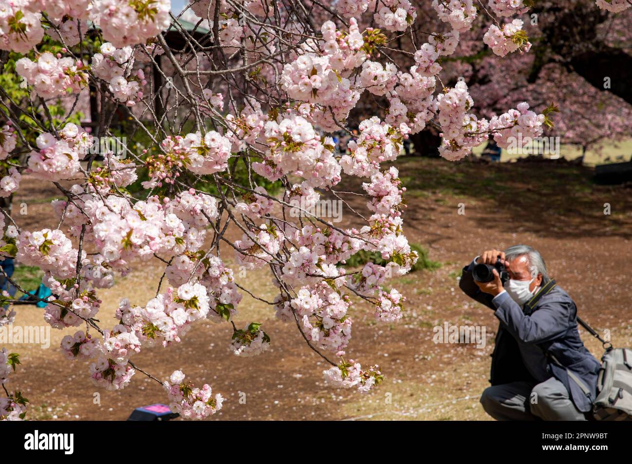 Tokyo Giappone Aprile 2023 l'uomo con una macchina fotografica fotografa le foto della fioritura dei ciliegi nel parco di Gyoen, Tokyo, Giappone, Asia Foto Stock