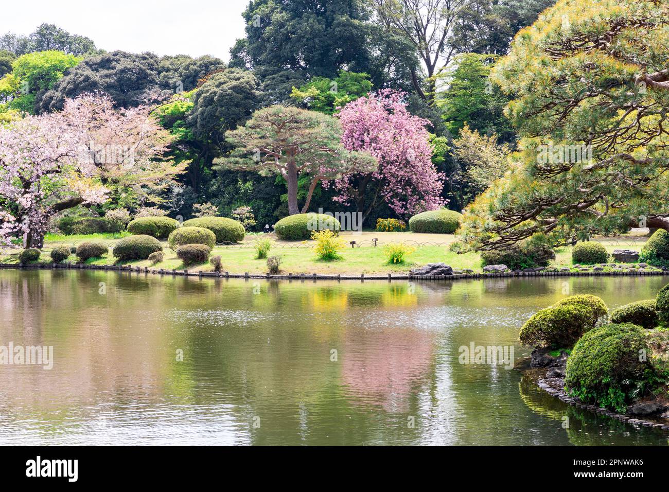 Tokyo Shinjuku Apri l2023, parco Gyoen a Tokyo, fiori di ciliegi e primavera nella natura, Giappone, bellezza naturale dell'Asia Foto Stock