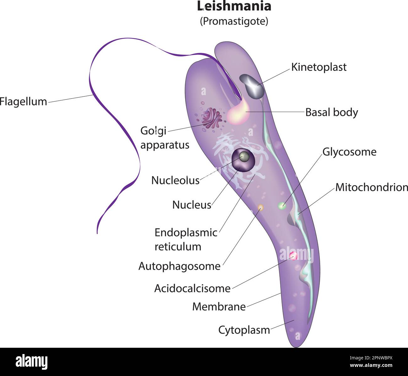 stadio promastigotes di leishmania protozoi Illustrazione Vettoriale