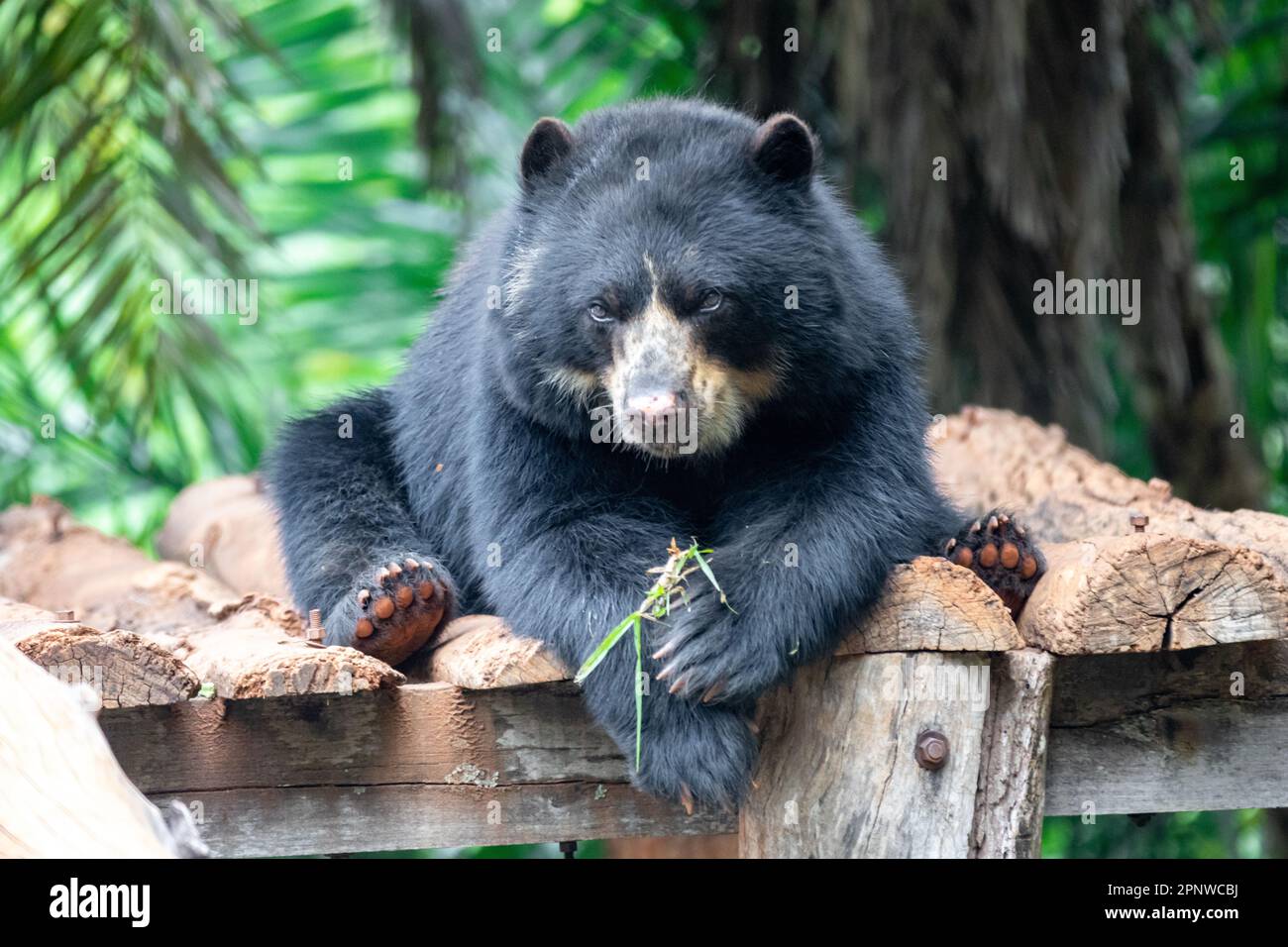 Orso spettacolare (Tremarctos ornatus) con messa a fuoco selettiva e sfocatura in profondità. Foto Stock