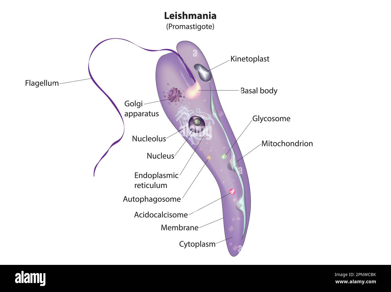 leishmania promastigote Illustrazione Vettoriale