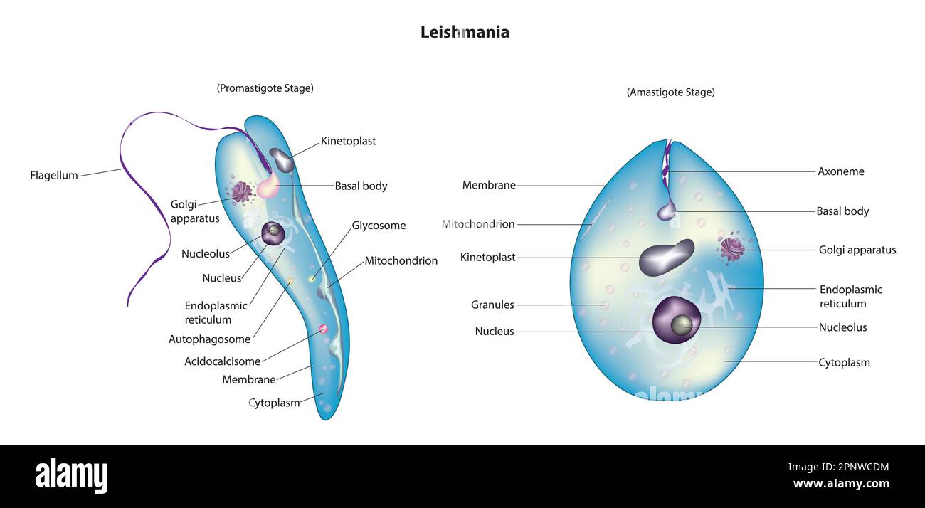 diagramma di leishmania Illustrazione Vettoriale