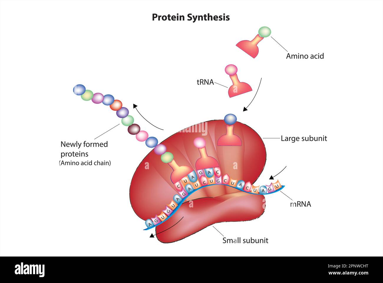 processo di traduzione delle proteine Illustrazione Vettoriale