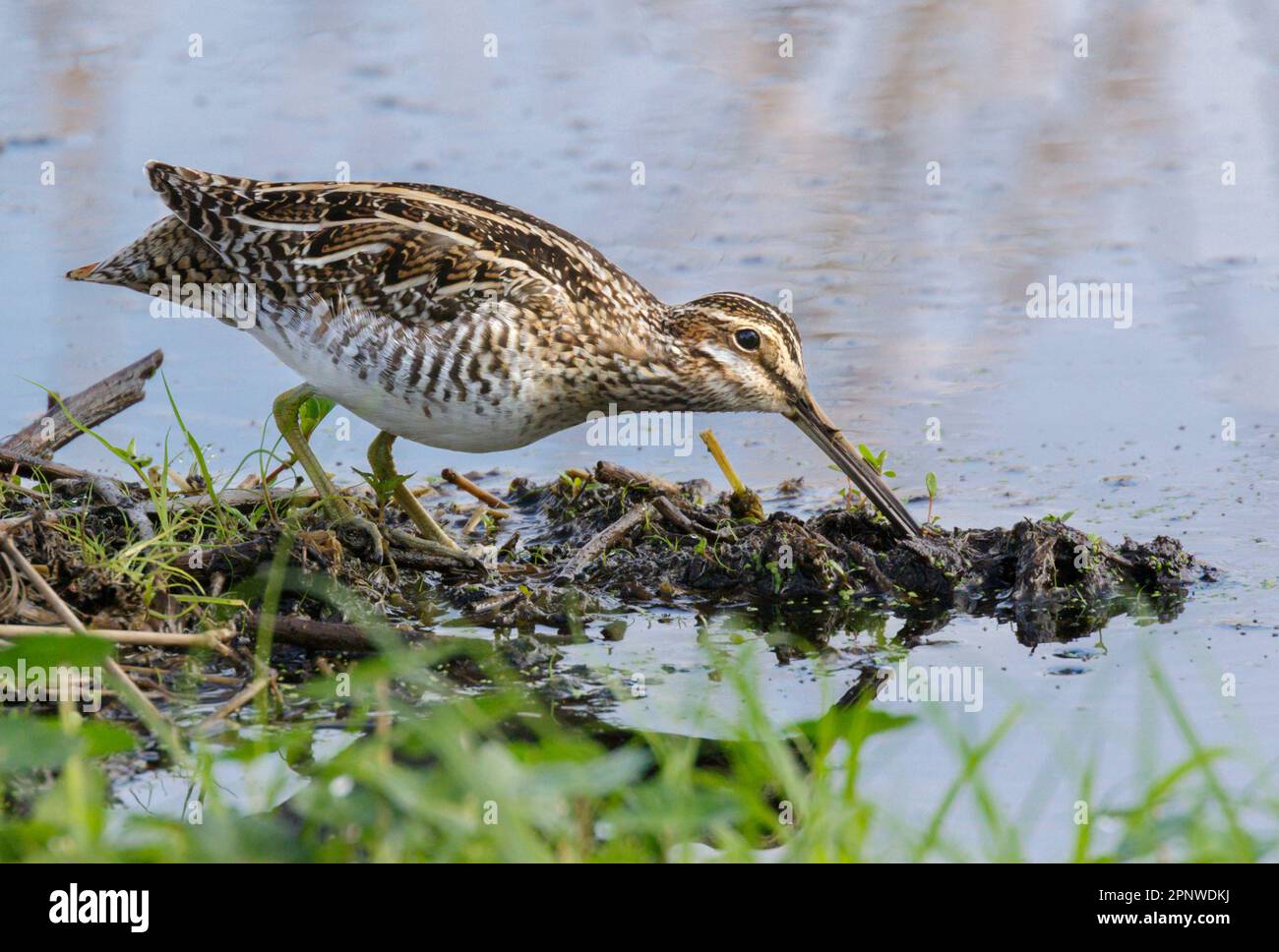 Wilson's Snipe (Gallinago delicata) alla ricerca di cibo in una palude forestale, Brazos Bend state Park, Texas, USA. Foto Stock