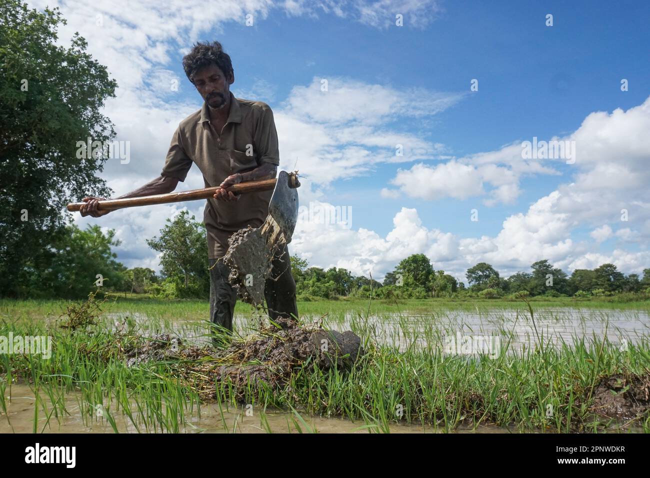 Muthu Velumani adegua i confini del suo campo a Cheddikulam, Vavuniya, Sri Lanka il 2 novembre 2021. A causa del monsone nella parte settentrionale del paese, ha dovuto ricostruire il suo risone prima di poter seminare il campo. (Thayalini Indrakularasa/Global Press Journal) Foto Stock