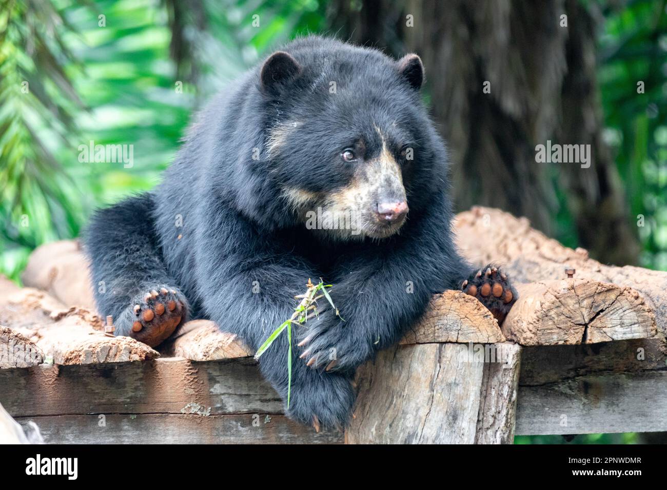 Orso spettacolare (Tremarctos ornatus) con messa a fuoco selettiva e sfocatura in profondità. Foto Stock