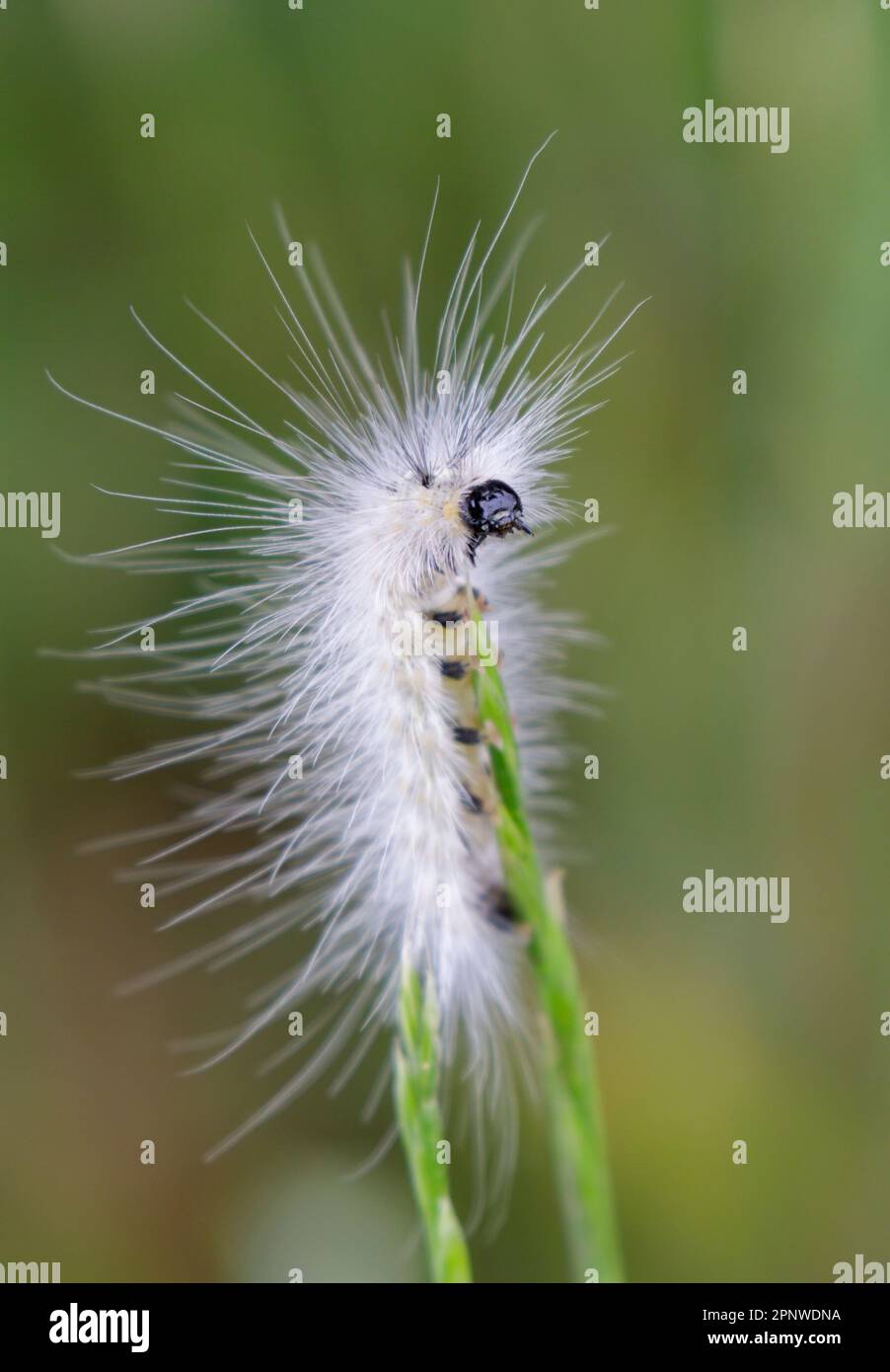 falco di tigre vergini (Spilosoma virginica) su erba, Brazos Bend state Park, Texas, Stati Uniti. Foto Stock