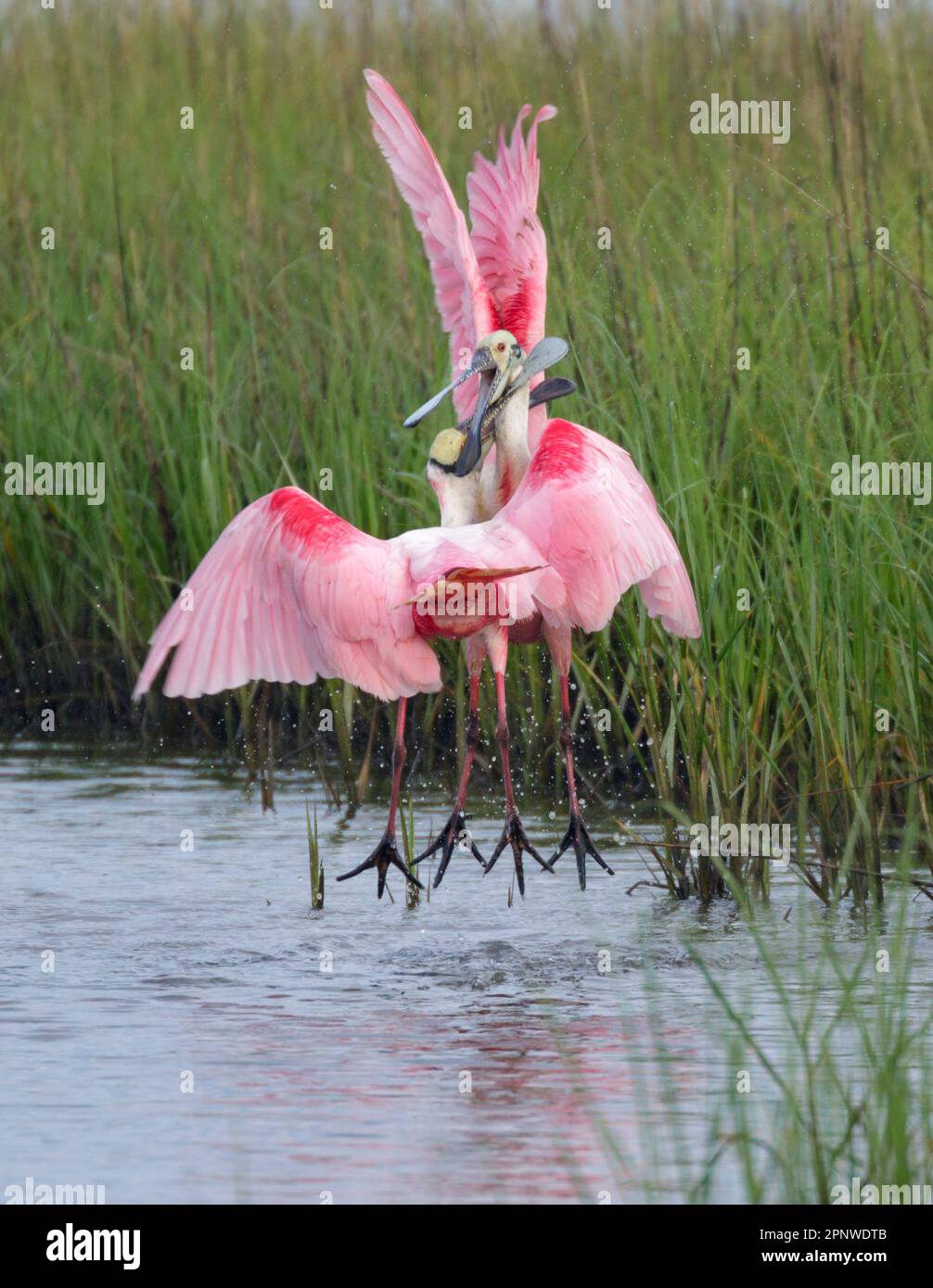 Roseate spatole (Platalea ajaja) maschi lotta durante la stagione di allevamento, Galveston, Texas, USA. Foto Stock
