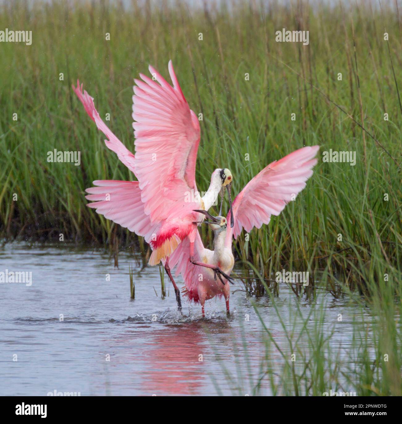Roseate spatole (Platalea ajaja) maschi lotta durante la stagione di allevamento, Galveston, Texas, USA. Foto Stock