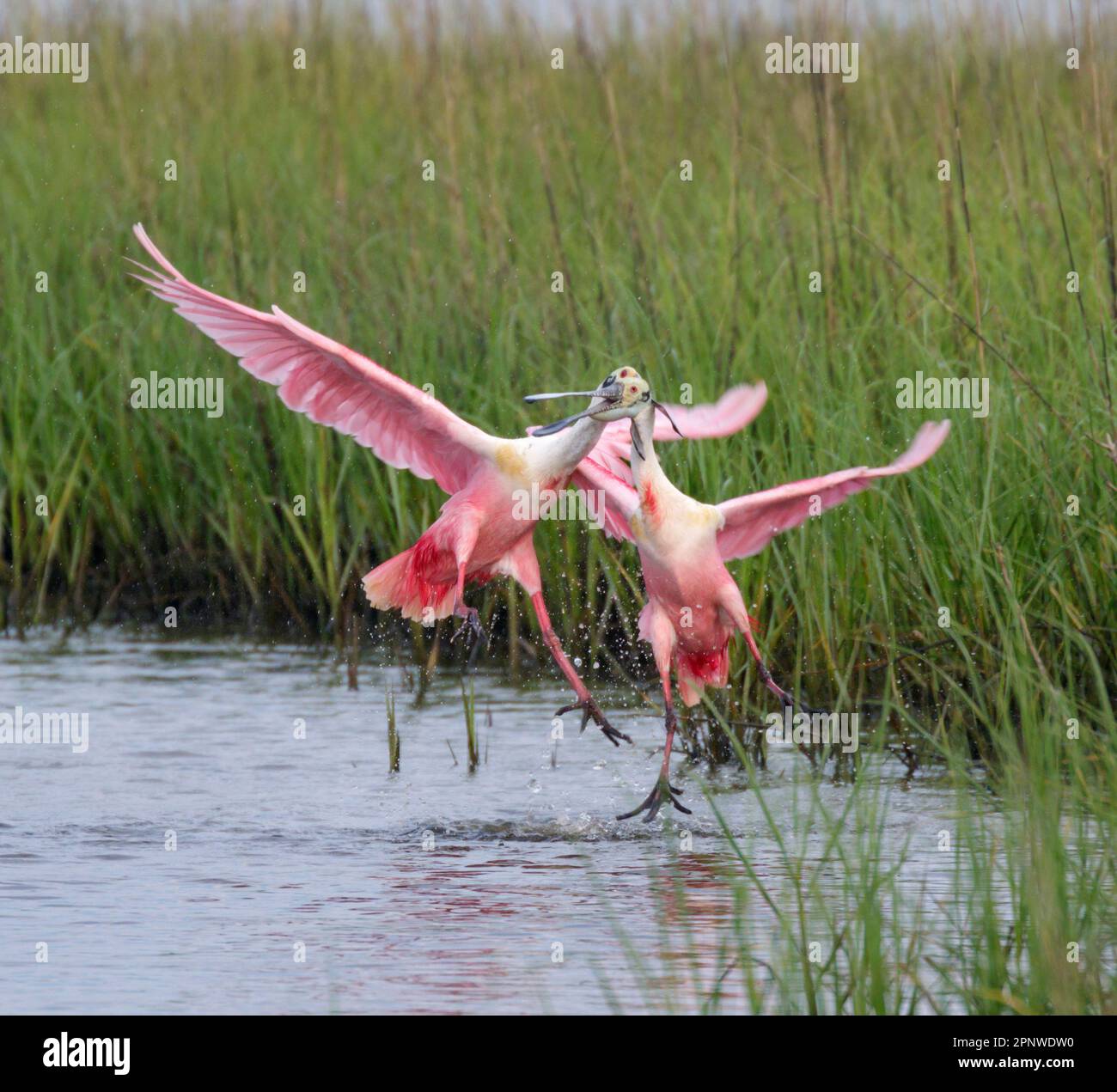 Roseate spatole (Platalea ajaja) maschi lotta durante la stagione di allevamento, Galveston, Texas, USA. Foto Stock