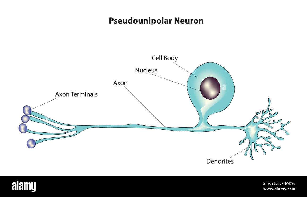 neurone pseudounipolare Illustrazione Vettoriale