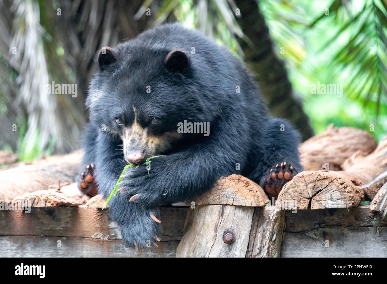 Orso spettacolare (Tremarctos ornatus) con messa a fuoco selettiva e sfocatura in profondità. Foto Stock