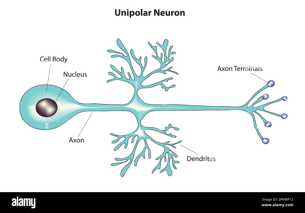 neurone unipolare Illustrazione Vettoriale