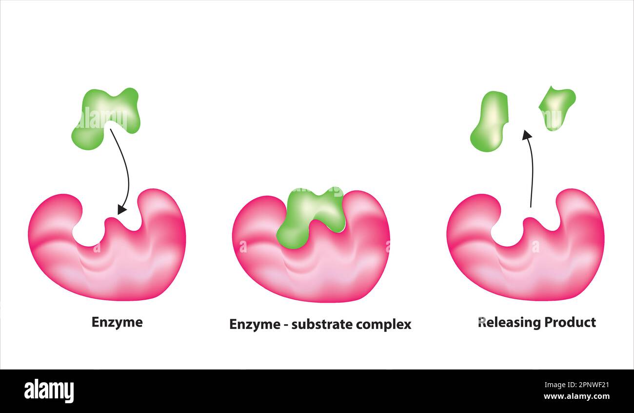 reazione enzimatica Illustrazione Vettoriale