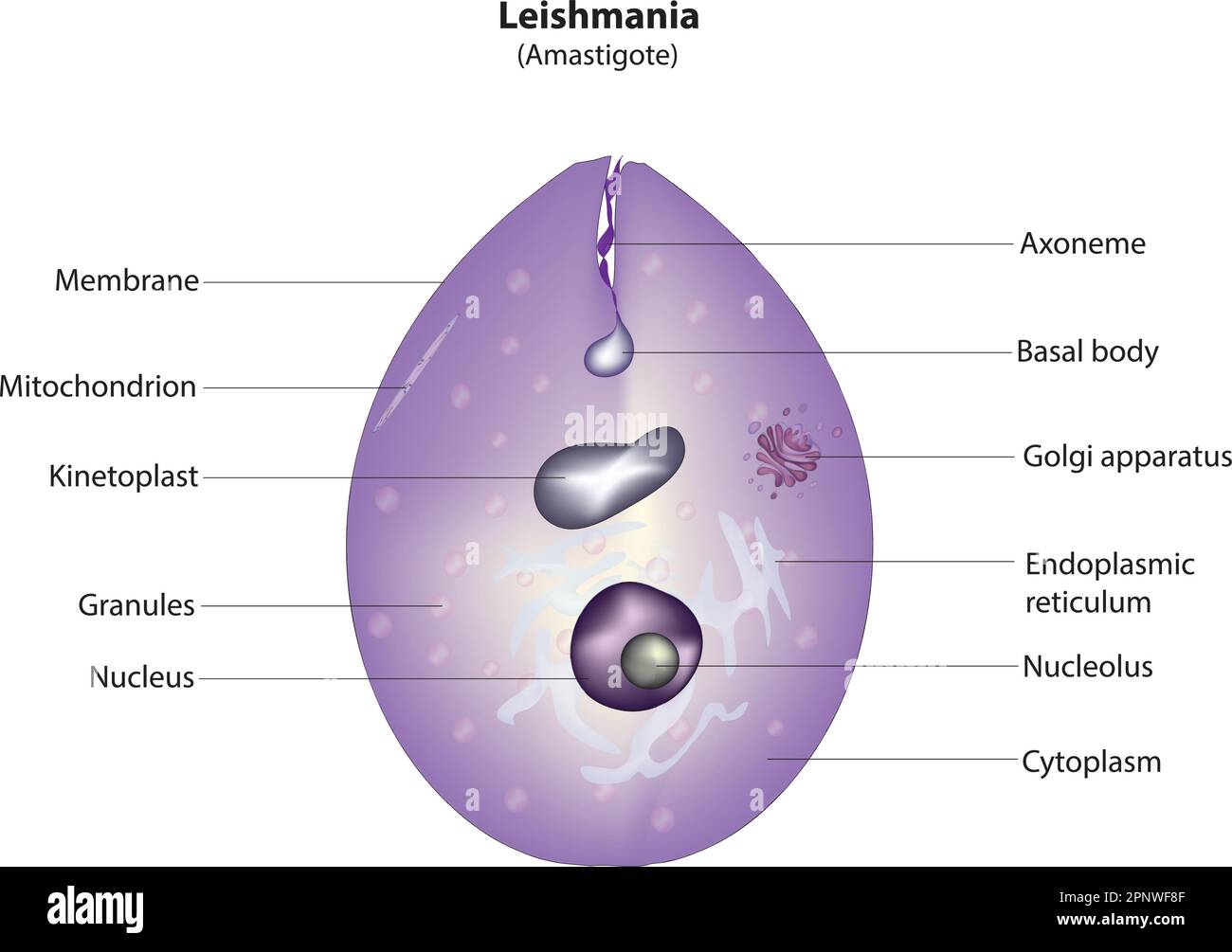 Leishmania Illustrazione Vettoriale