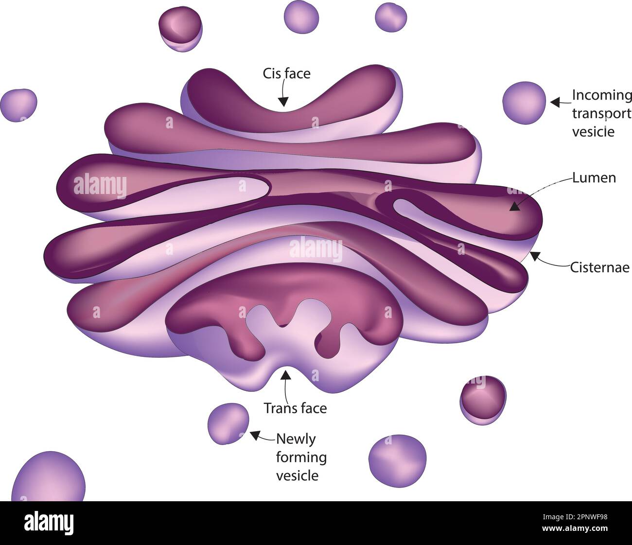 Corpo Golgi Illustrazione Vettoriale