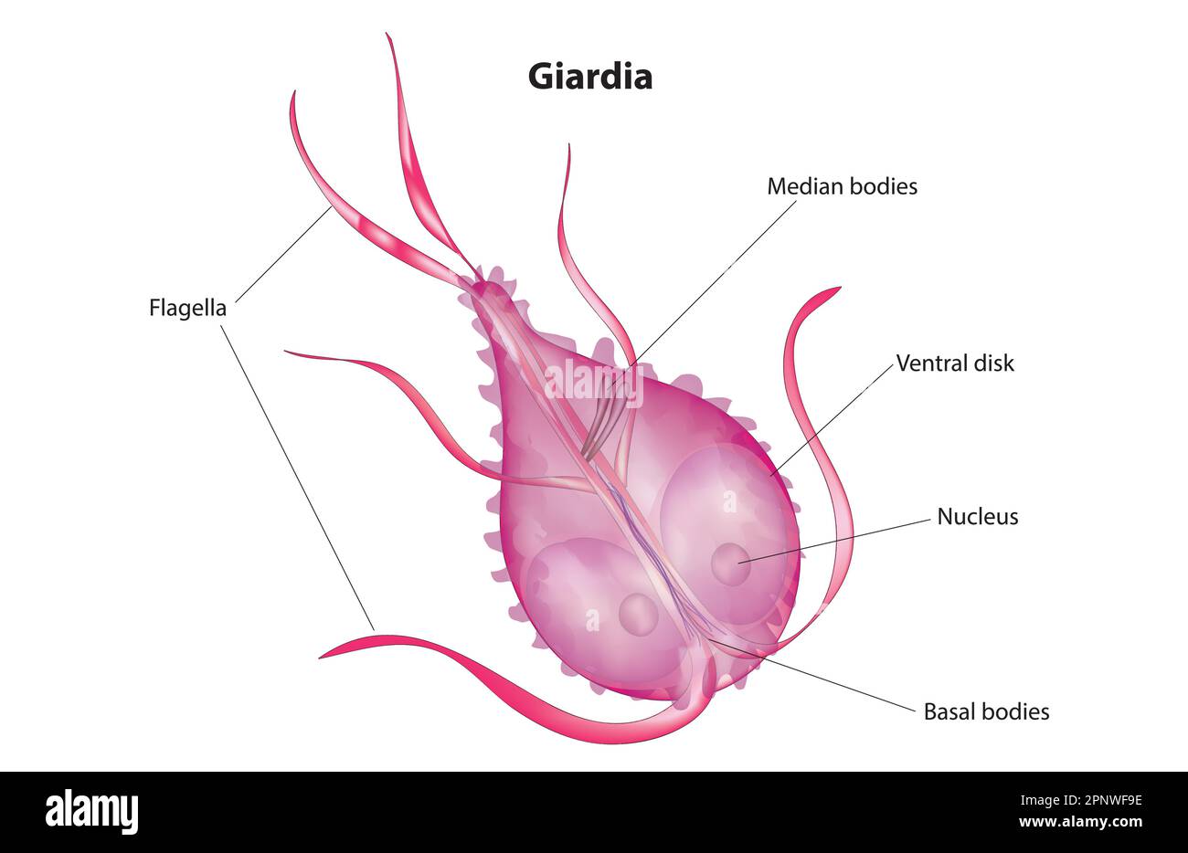 Giardia Illustrazione Vettoriale