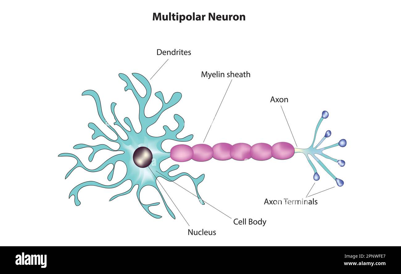 neurone multipolare Illustrazione Vettoriale