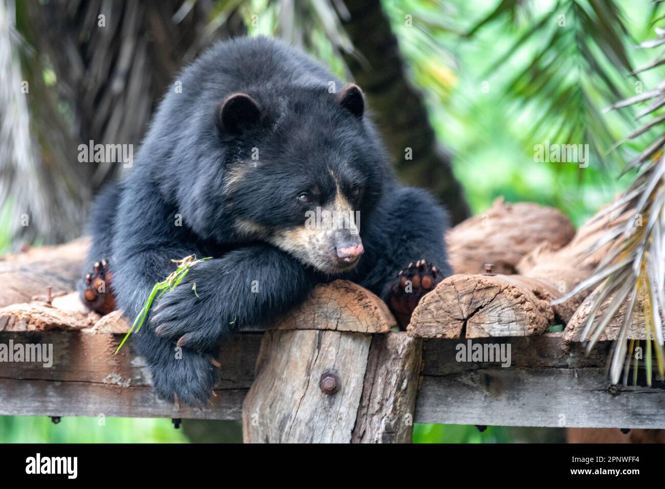 Orso spettacolare (Tremarctos ornatus) con messa a fuoco selettiva e sfocatura in profondità. Foto Stock