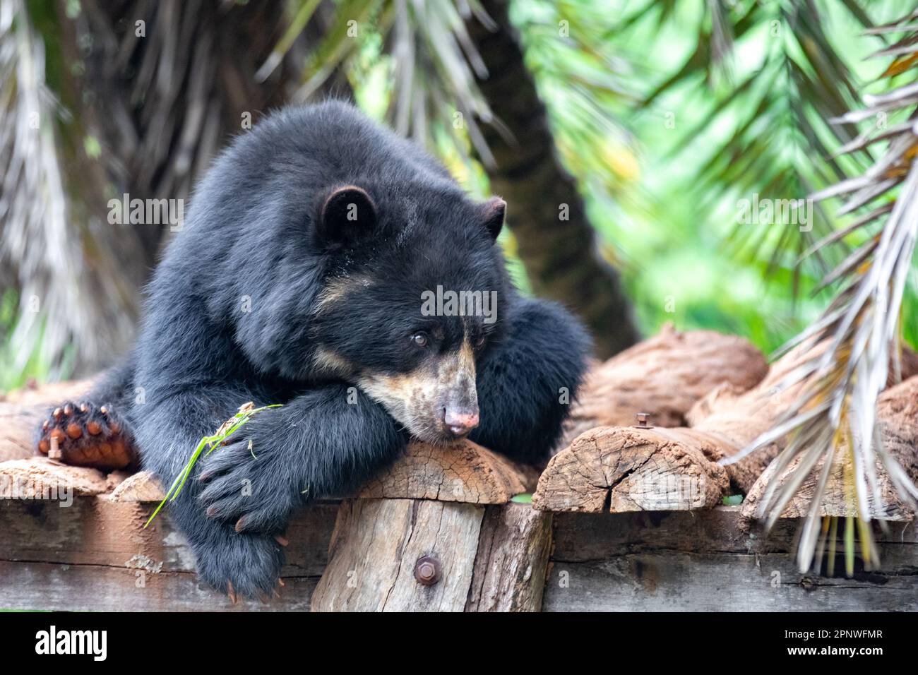 Orso spettacolare (Tremarctos ornatus) con messa a fuoco selettiva e sfocatura in profondità. Foto Stock