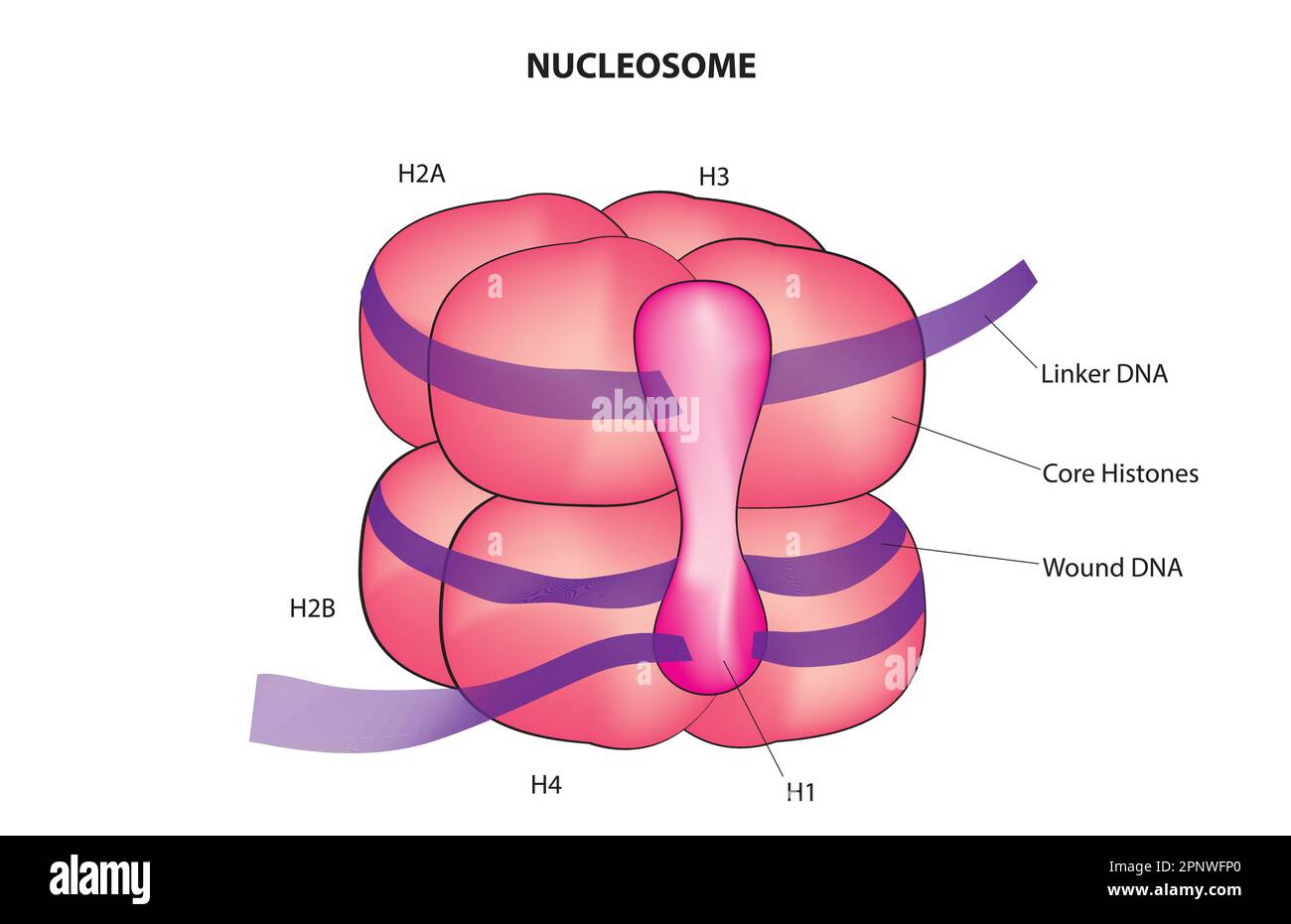 Modello nucleosomico Illustrazione Vettoriale