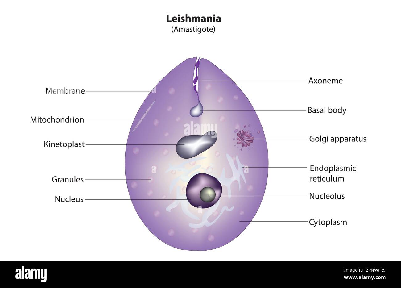 leishmania Illustrazione Vettoriale