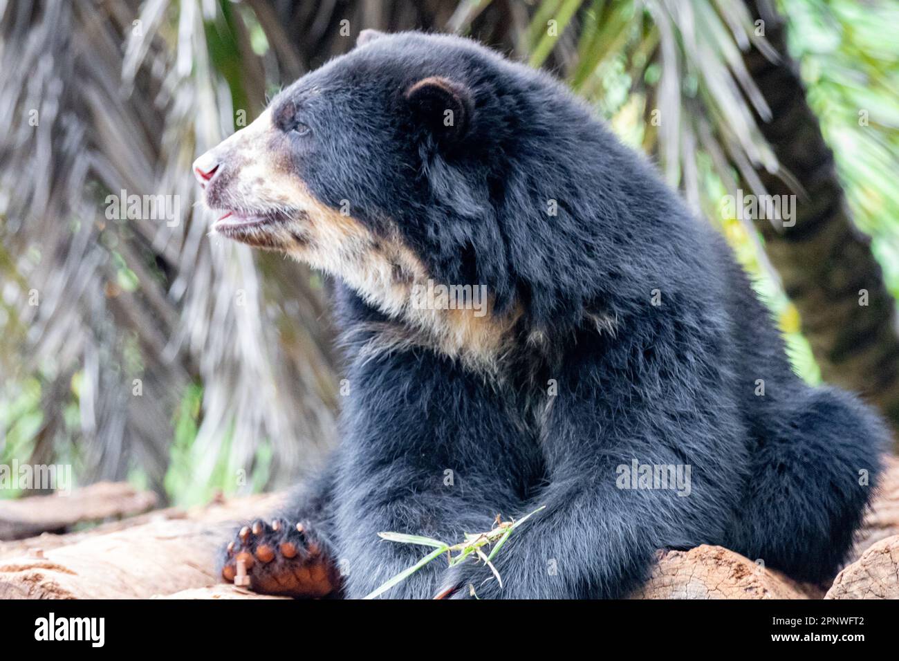 Orso spettacolare (Tremarctos ornatus) con messa a fuoco selettiva e sfocatura in profondità. Foto Stock