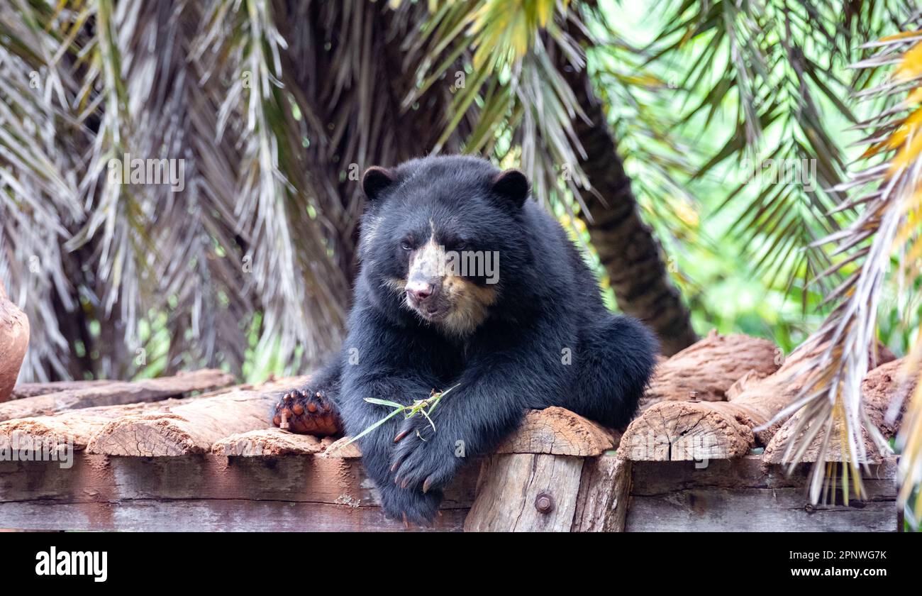 Orso spettacolare (Tremarctos ornatus) con messa a fuoco selettiva e sfocatura in profondità. Foto Stock