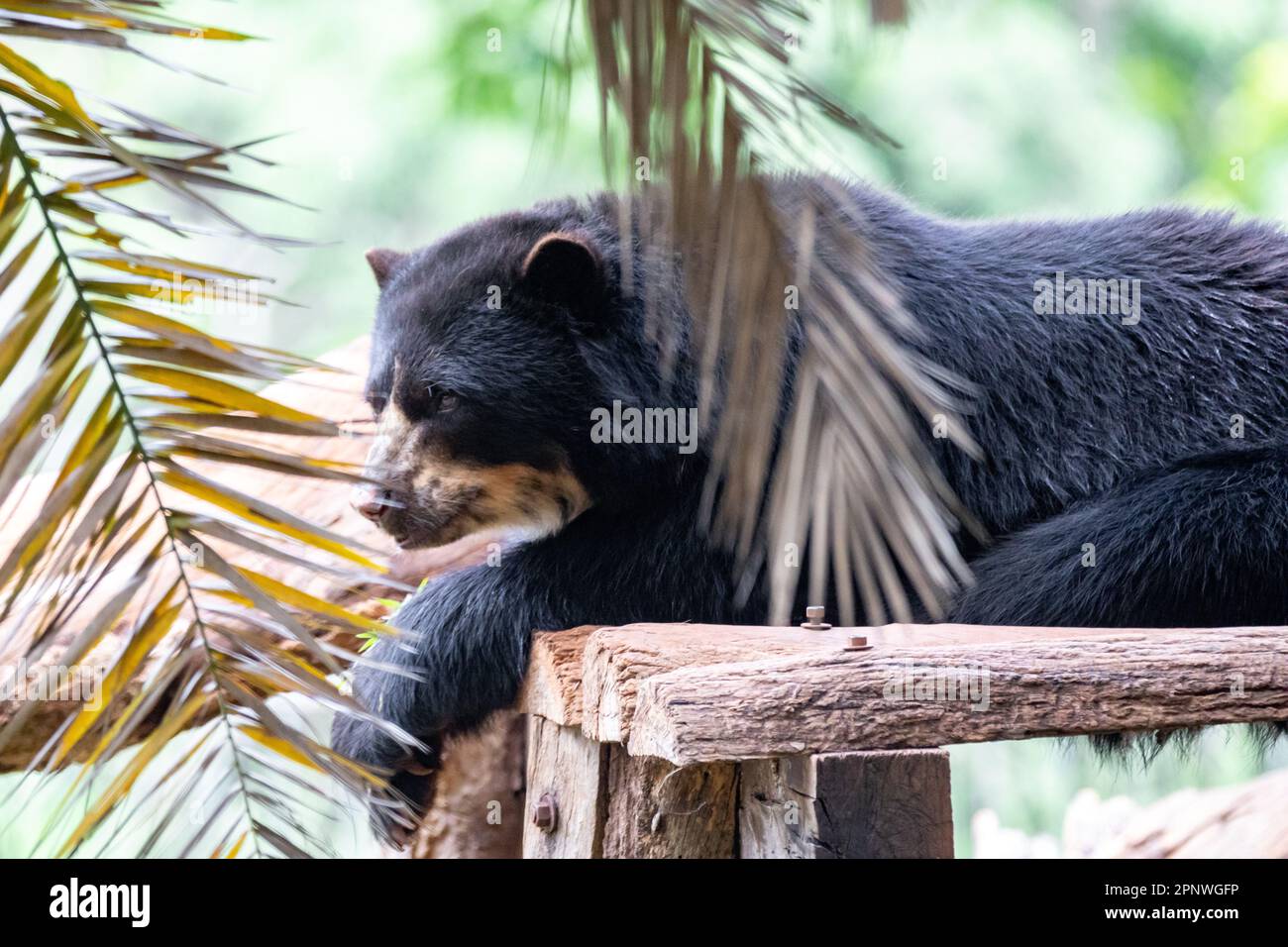 Orso spettacolare (Tremarctos ornatus) con messa a fuoco selettiva e sfocatura in profondità. Foto Stock