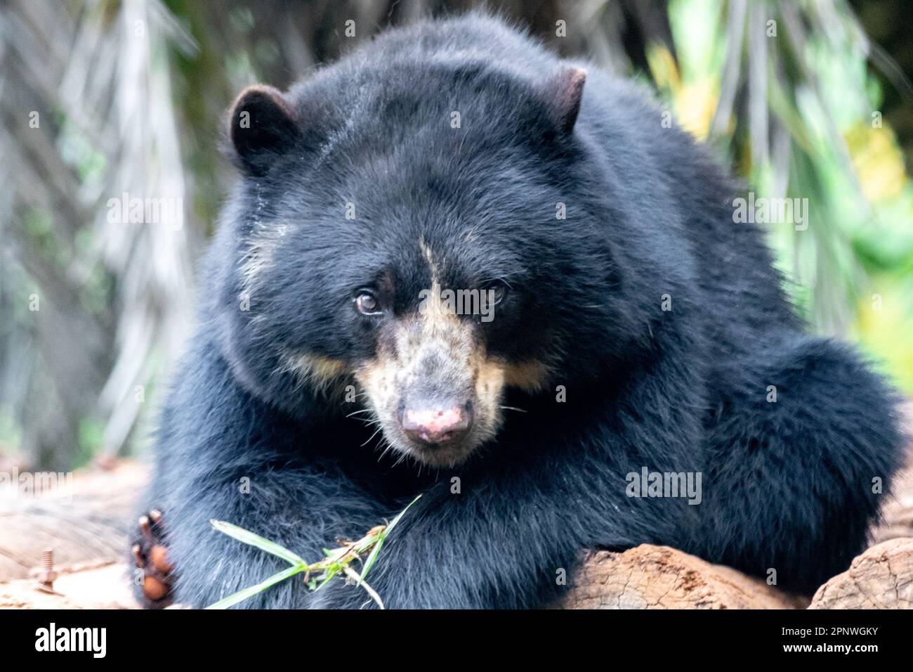 Orso spettacolare (Tremarctos ornatus) con messa a fuoco selettiva e sfocatura in profondità. Foto Stock