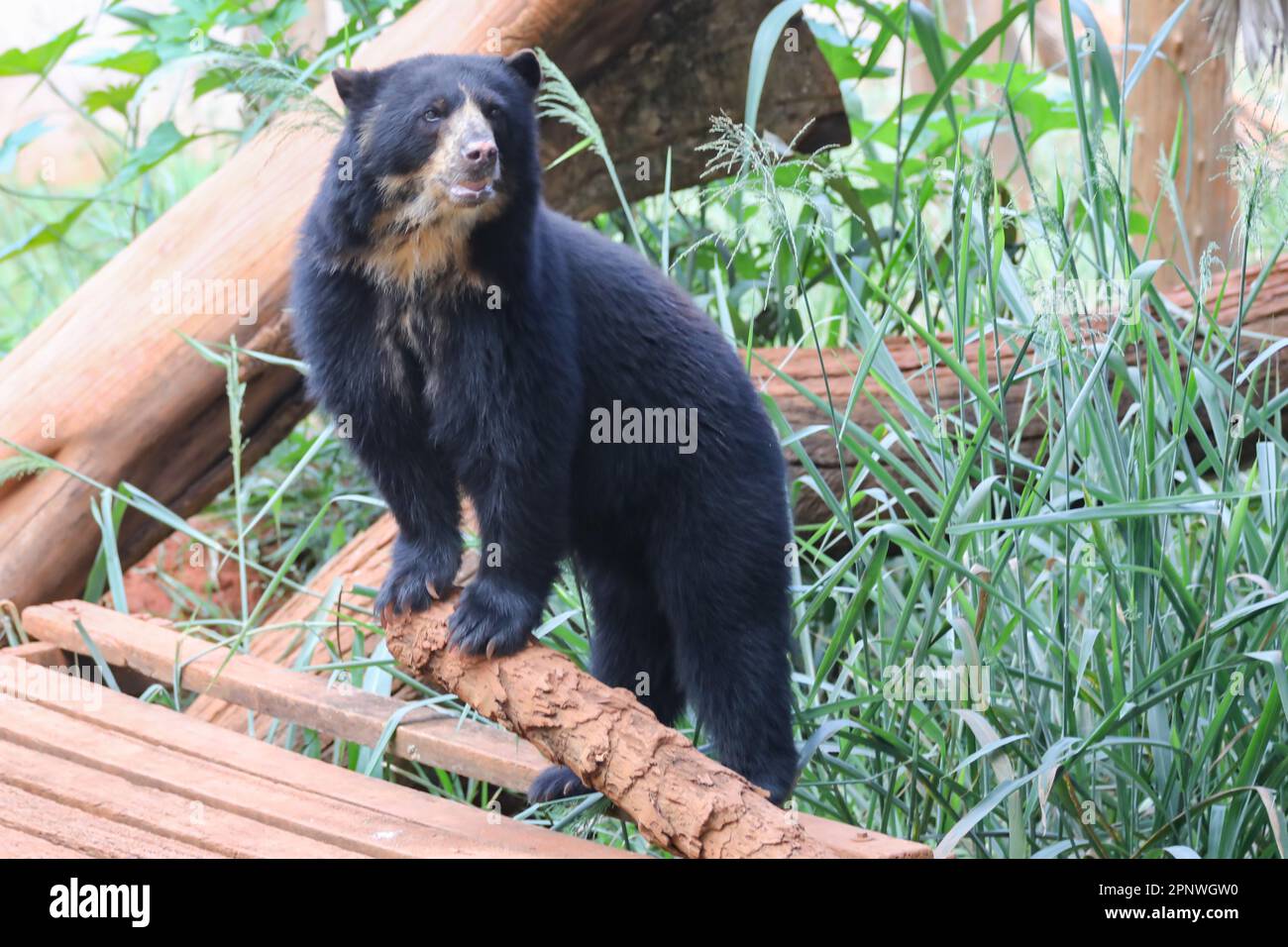 Orso spettacolare (Tremarctos ornatus) con messa a fuoco selettiva e sfocatura in profondità. Foto Stock