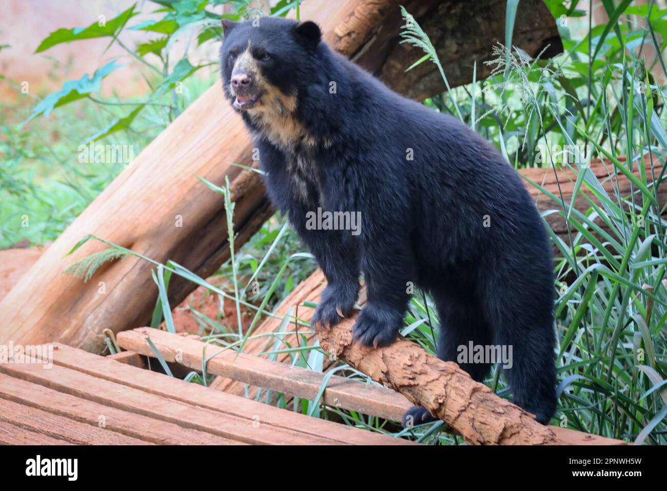 Orso spettacolare (Tremarctos ornatus) con messa a fuoco selettiva e sfocatura in profondità. Foto Stock