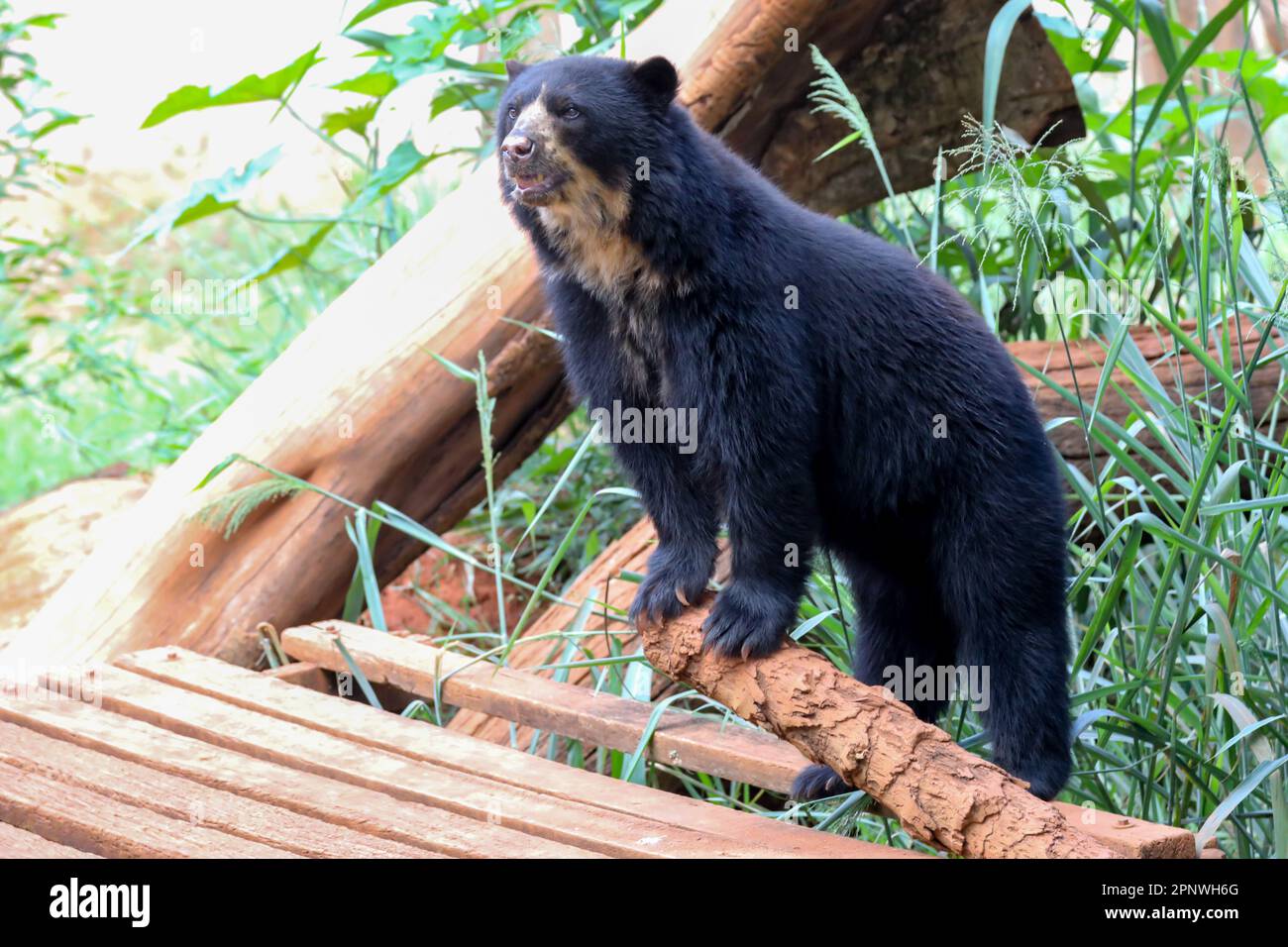 Orso spettacolare (Tremarctos ornatus) con messa a fuoco selettiva e sfocatura in profondità. Foto Stock