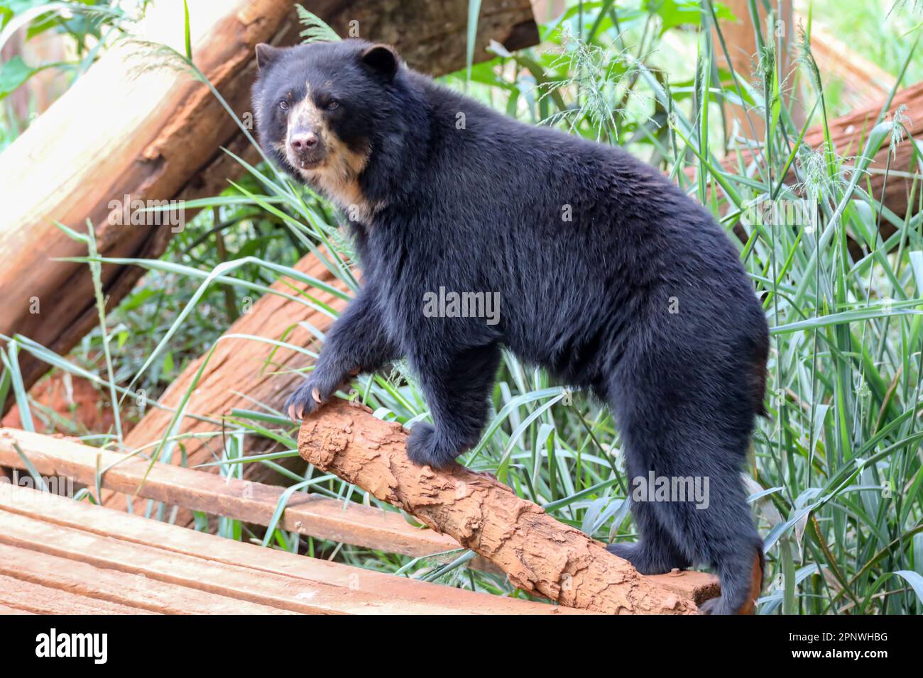 Orso spettacolare (Tremarctos ornatus) con messa a fuoco selettiva e sfocatura in profondità. Foto Stock