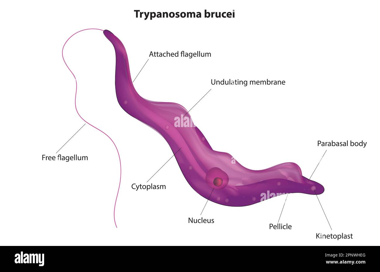 Illustrazione biologica di Trypanosoma brucei Illustrazione Vettoriale