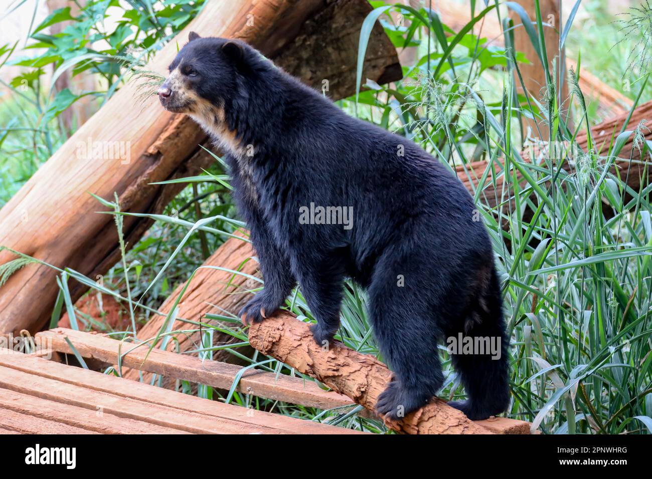 Orso spettacolare (Tremarctos ornatus) con messa a fuoco selettiva e sfocatura in profondità. Foto Stock