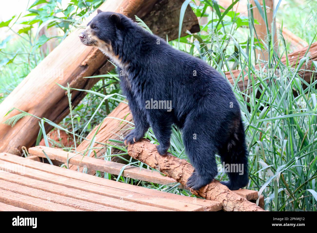 Orso spettacolare (Tremarctos ornatus) con messa a fuoco selettiva e sfocatura in profondità. Foto Stock