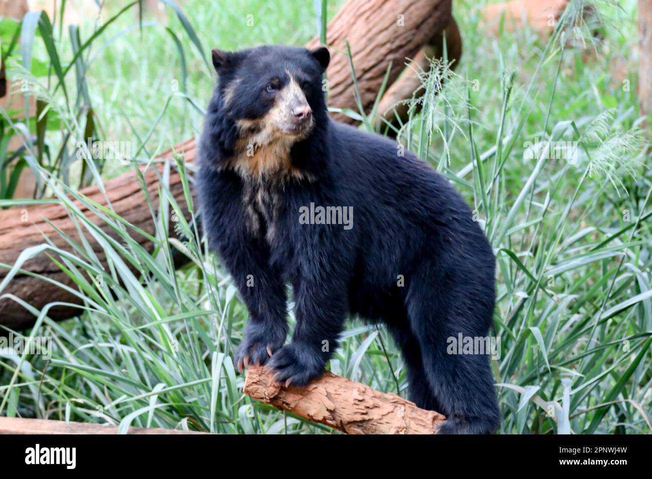 Orso spettacolare (Tremarctos ornatus) con messa a fuoco selettiva e sfocatura in profondità. Foto Stock