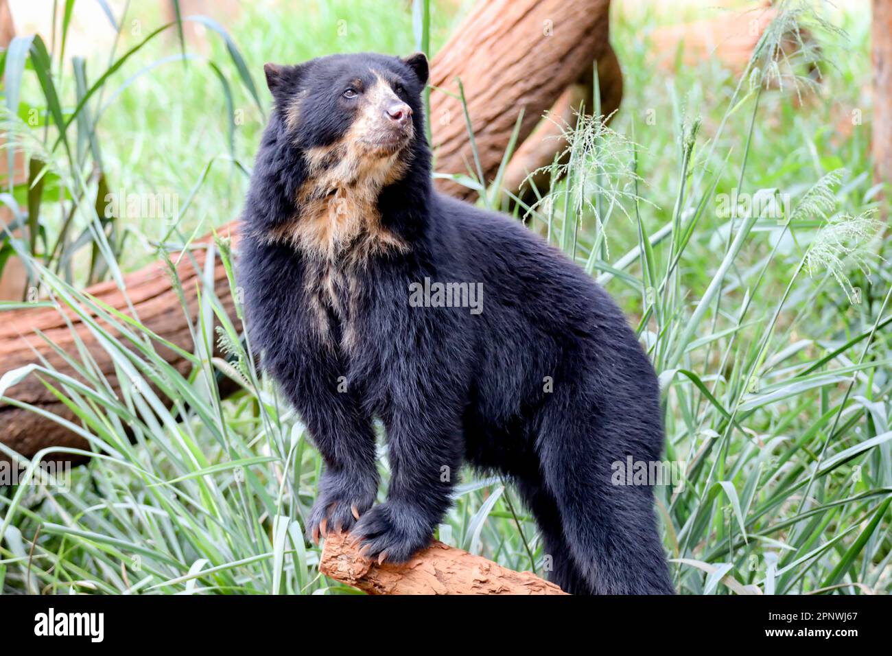 Orso spettacolare (Tremarctos ornatus) con messa a fuoco selettiva e sfocatura in profondità. Foto Stock