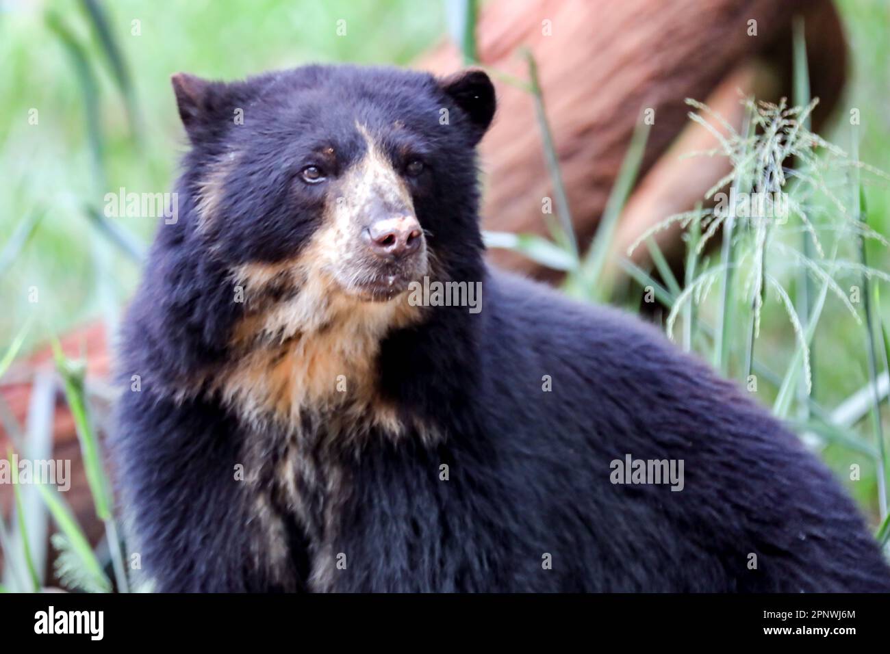 Orso spettacolare (Tremarctos ornatus) con messa a fuoco selettiva e sfocatura in profondità. Foto Stock