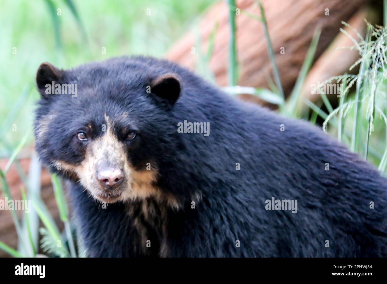 Orso spettacolare (Tremarctos ornatus) con messa a fuoco selettiva e sfocatura in profondità. Foto Stock