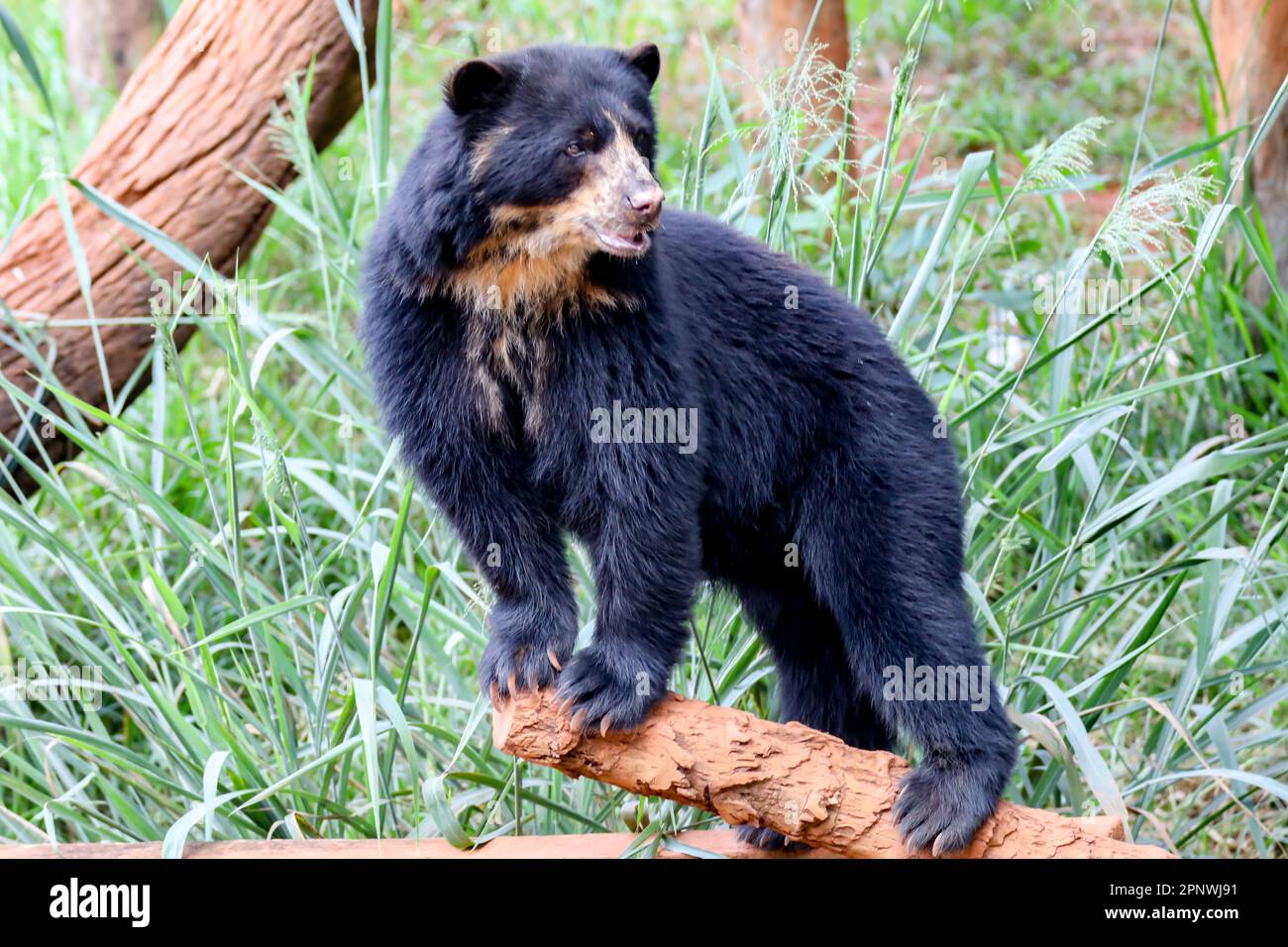 Orso spettacolare (Tremarctos ornatus) con messa a fuoco selettiva e sfocatura in profondità. Foto Stock