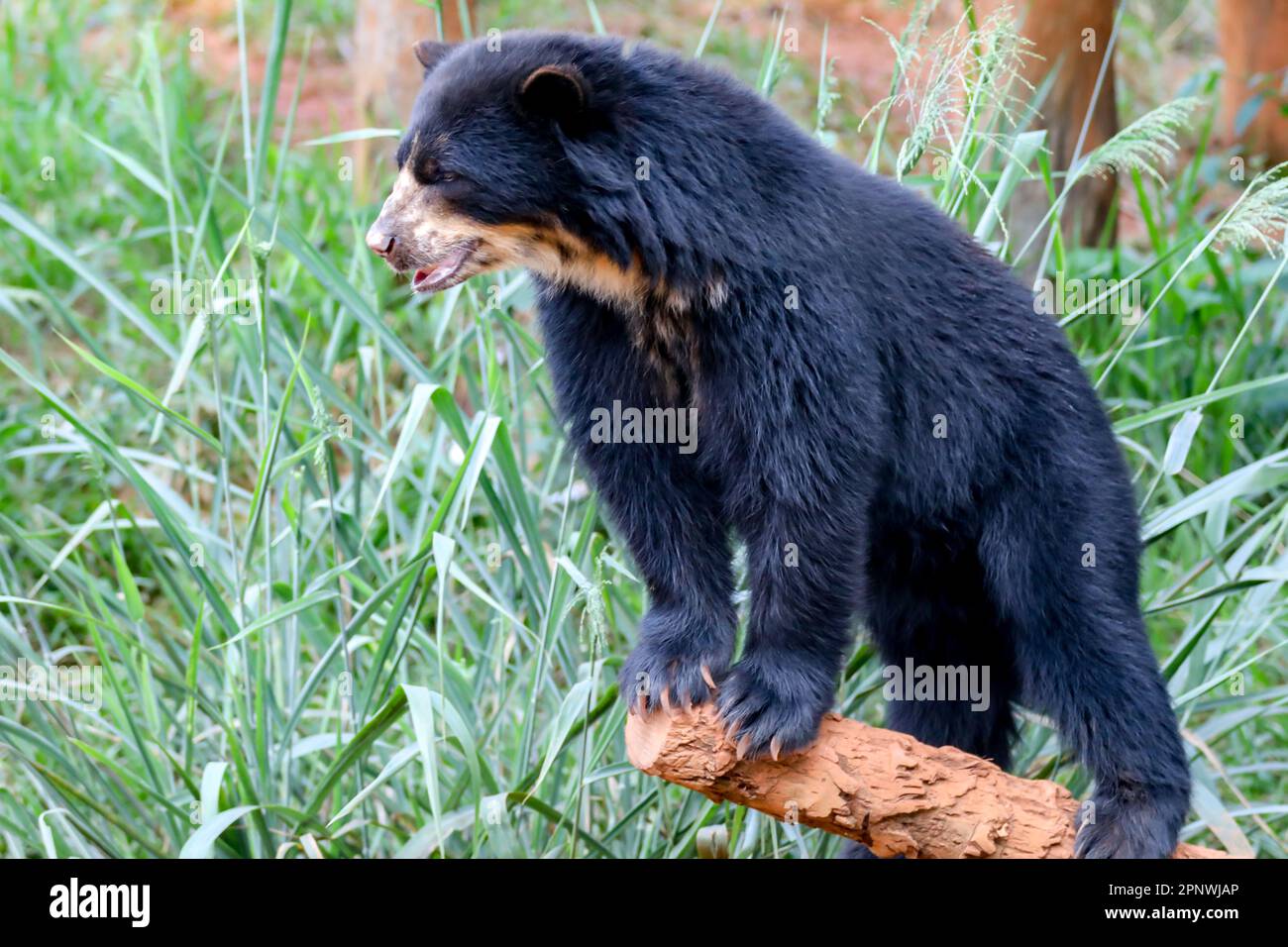 Orso spettacolare (Tremarctos ornatus) con messa a fuoco selettiva e sfocatura in profondità. Foto Stock