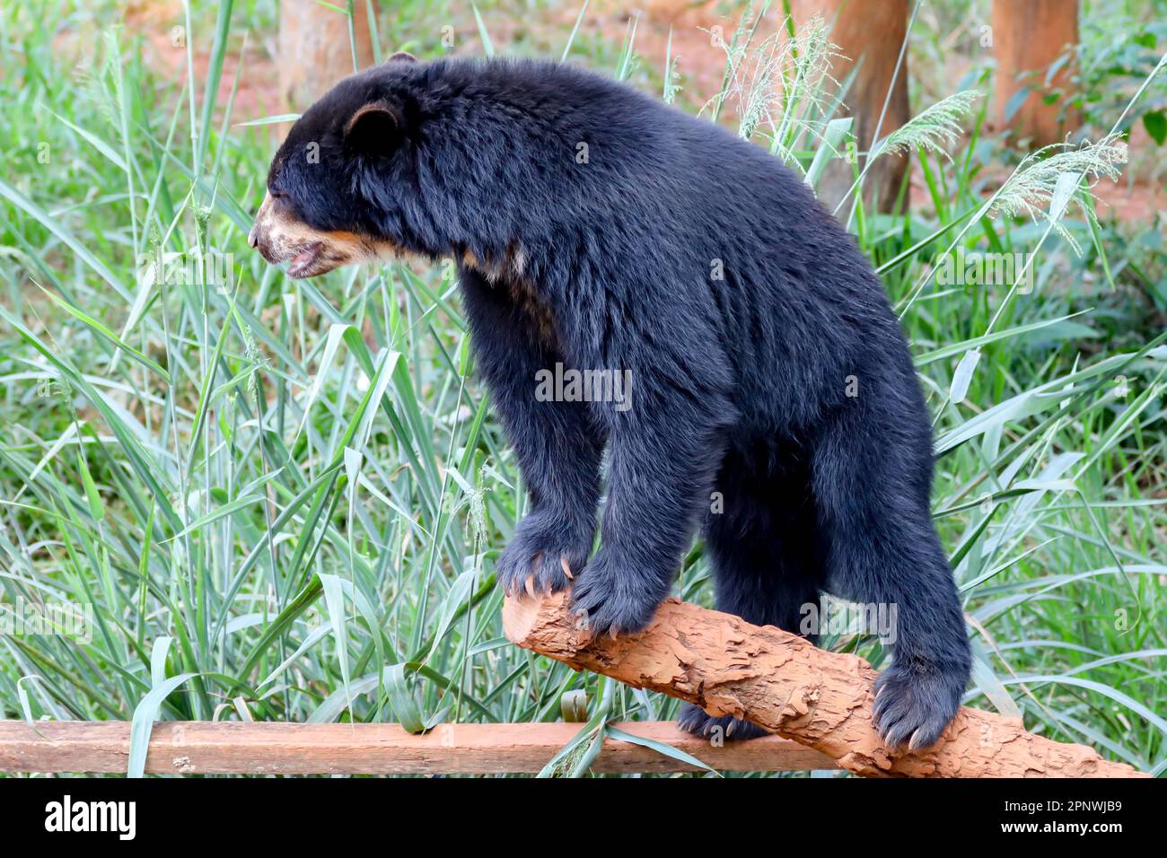 Orso spettacolare (Tremarctos ornatus) con messa a fuoco selettiva e sfocatura in profondità. Foto Stock