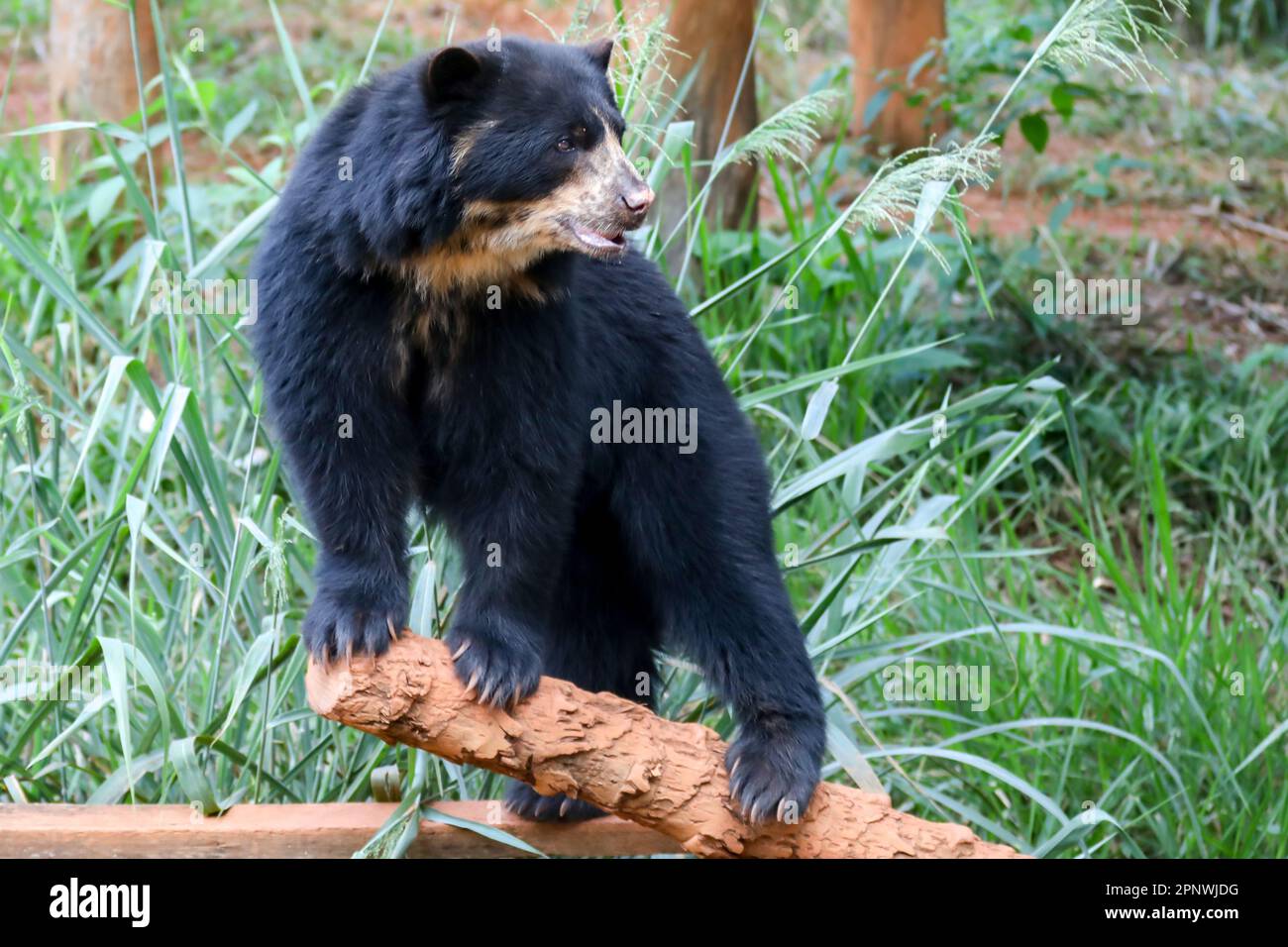 Orso spettacolare (Tremarctos ornatus) con messa a fuoco selettiva e sfocatura in profondità. Foto Stock