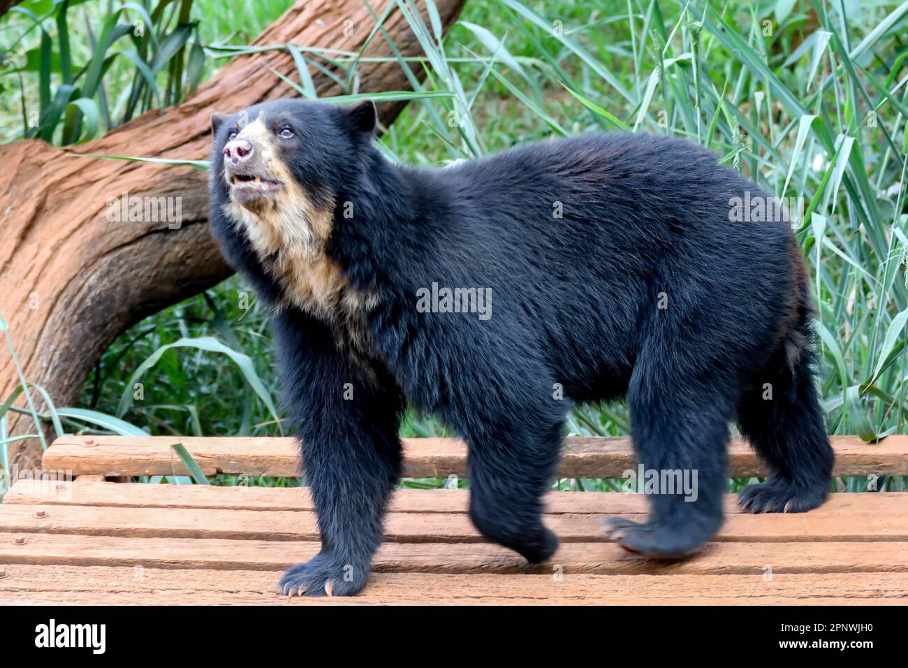 Orso spettacolare (Tremarctos ornatus) con messa a fuoco selettiva e sfocatura in profondità. Foto Stock