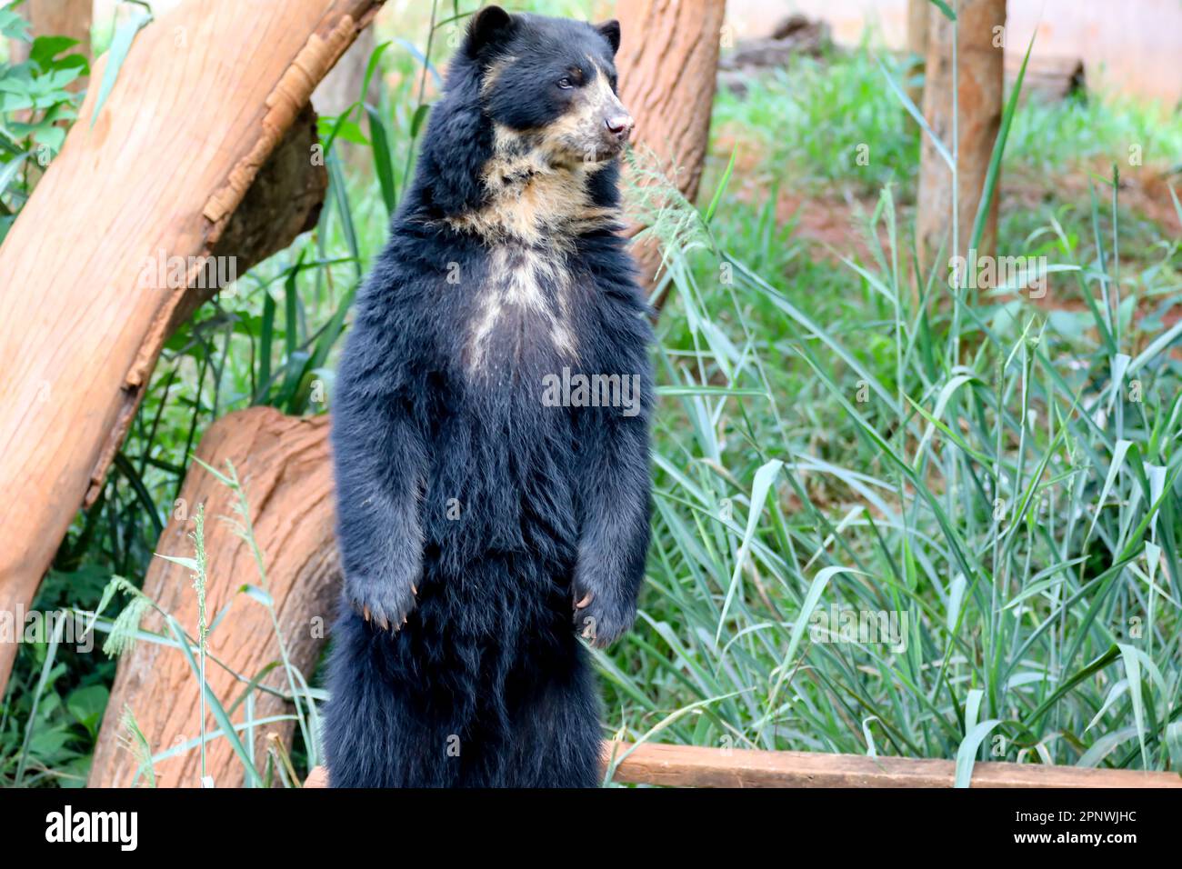 Orso spettacolare (Tremarctos ornatus) con messa a fuoco selettiva e sfocatura in profondità. Foto Stock