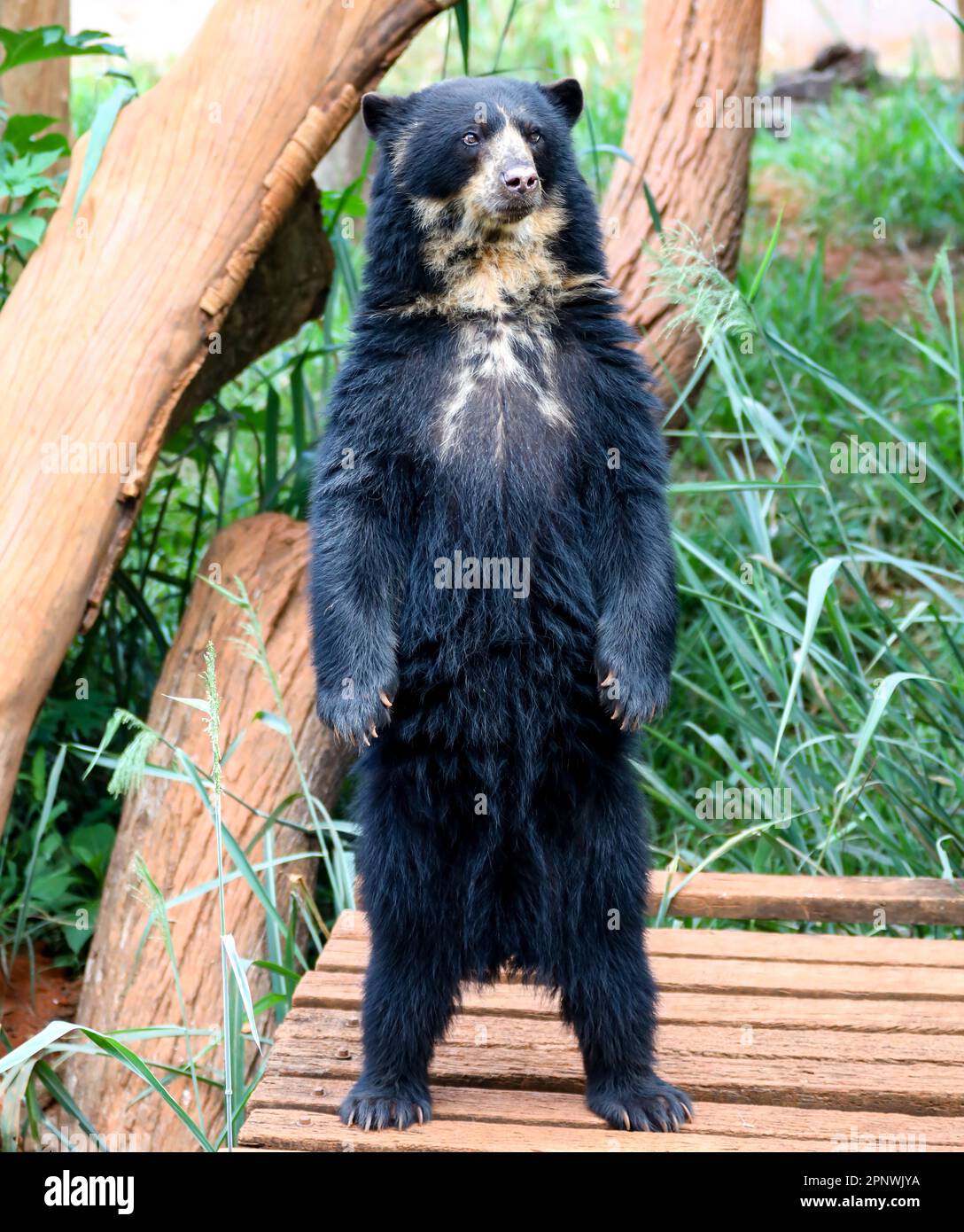 Orso spettacolare (Tremarctos ornatus) con messa a fuoco selettiva e sfocatura in profondità. Foto Stock