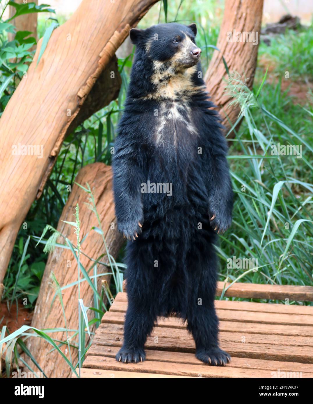 Orso spettacolare (Tremarctos ornatus) con messa a fuoco selettiva e sfocatura in profondità. Foto Stock